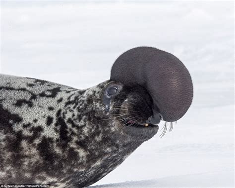 The hooded seal (Cystophora cristata) is a large phocid found only in the central and western North Atlantic, ranging from Svalbard in the east to the Gulf of St. Lawrence in the west. The seals are typically silver-grey or white in color, with black spots that vary in size covering most of the body. Hooded seal pups are known as "blue-backs" because their …